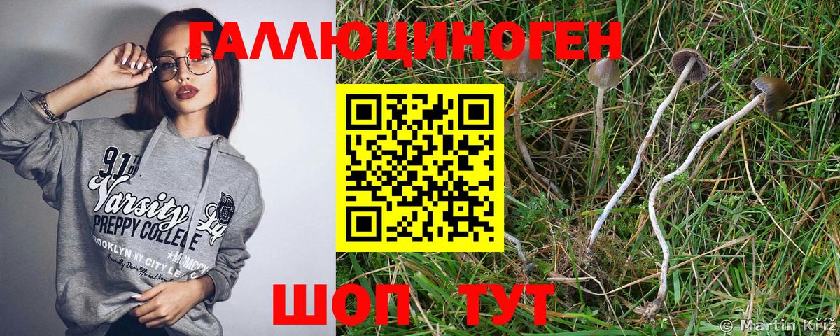 Псилоцибиновые грибы Psilocybe Семёнов